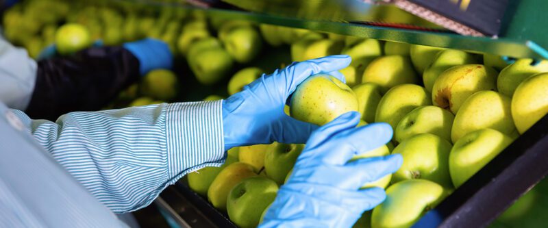 Food Processing Insurance - Green apples on conveyor belt